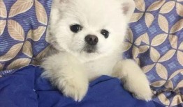 博美爆料新闻报道视频播放,揭秘视频播放背后的真相